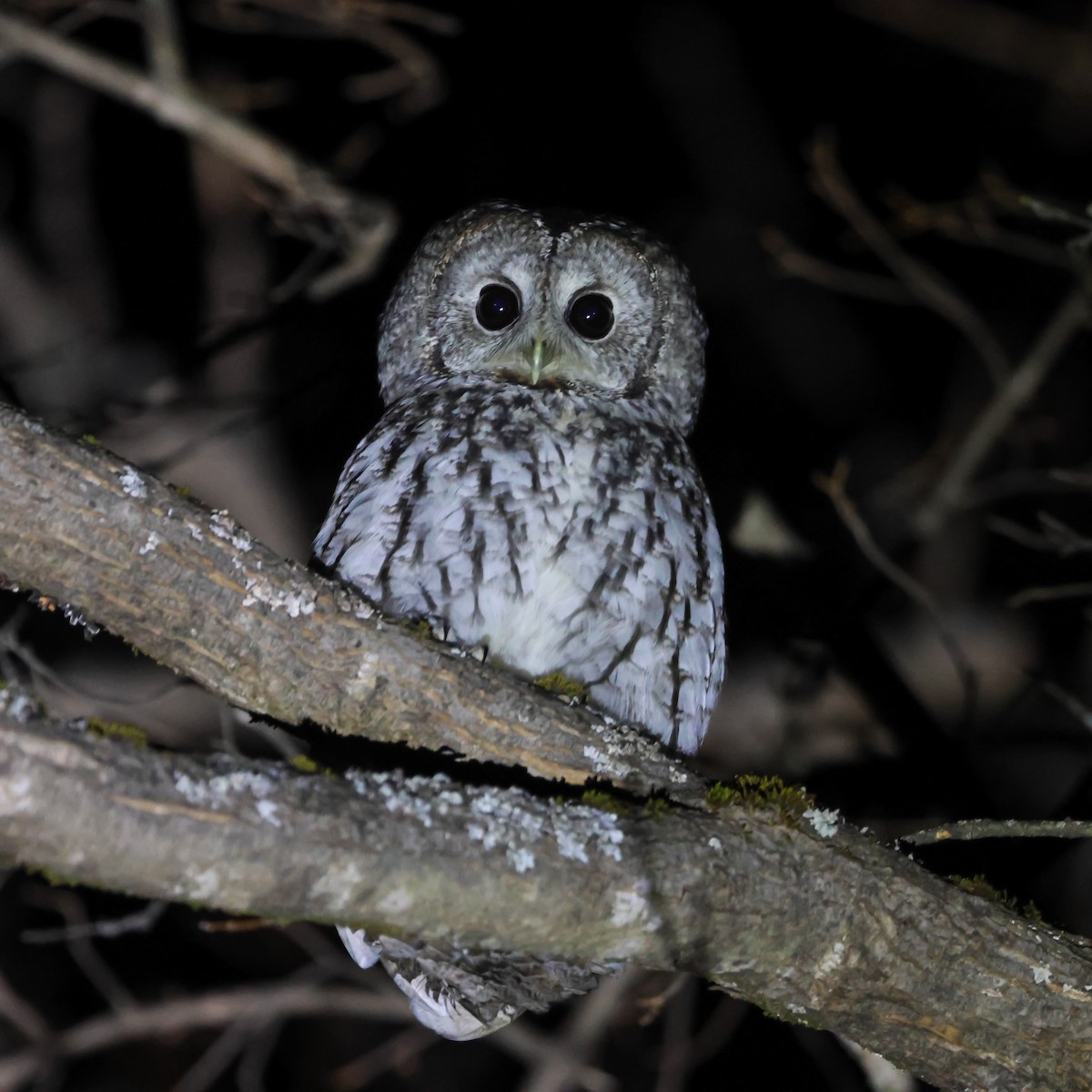 Tawny Owl - ML614901744