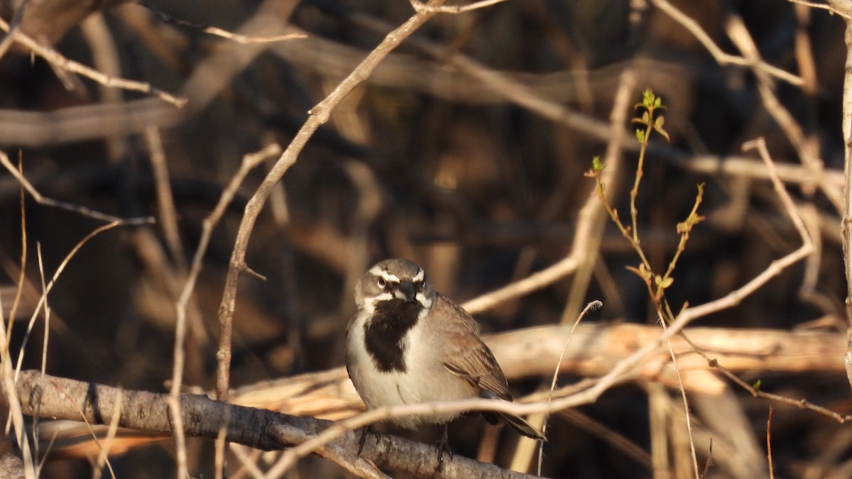 Black-throated Sparrow - ML614901753