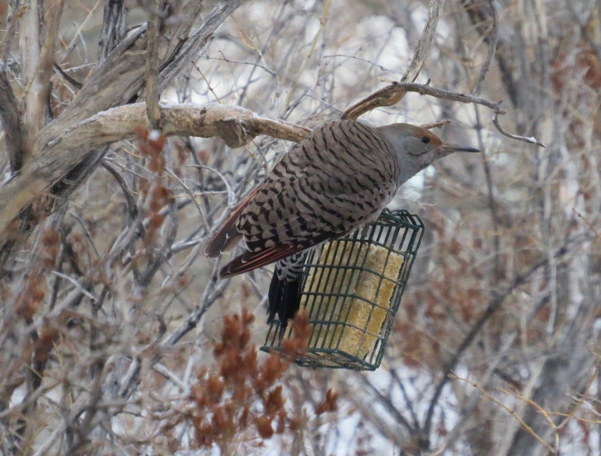 Northern Flicker (Red-shafted) - ML614901777