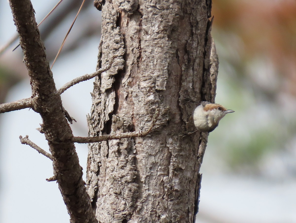 Brown-headed Nuthatch - ML614901801