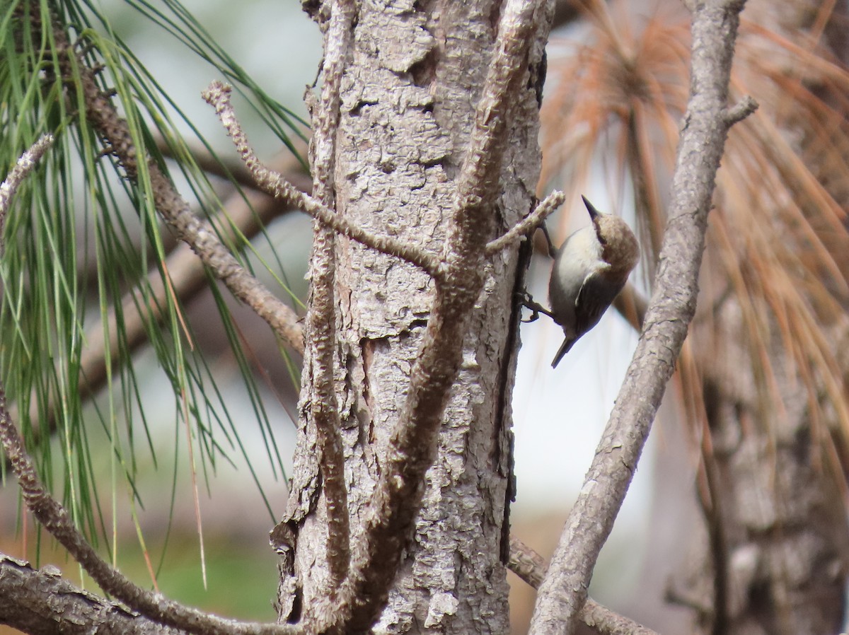 Brown-headed Nuthatch - ML614901803