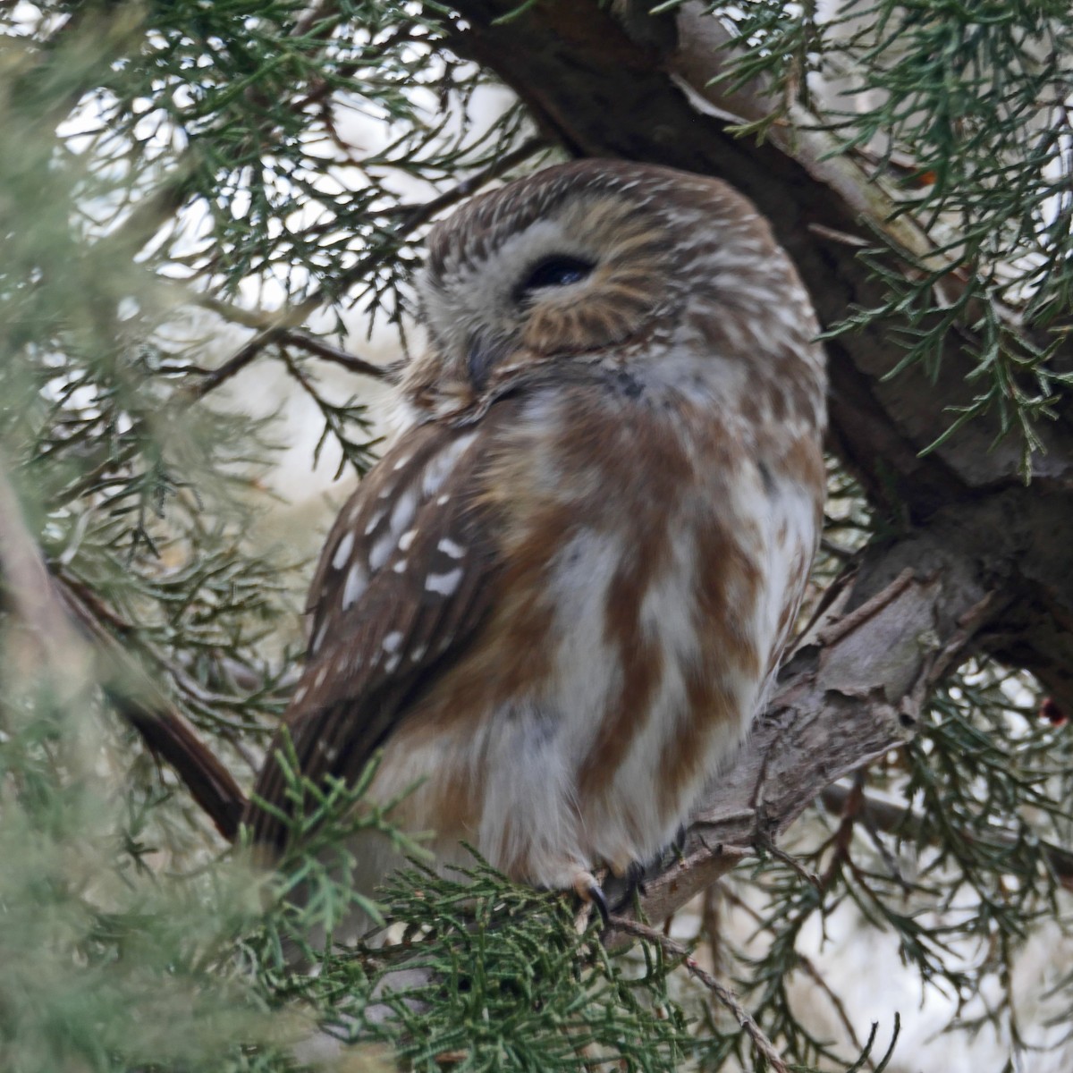 Northern Saw-whet Owl - Kevin Smith