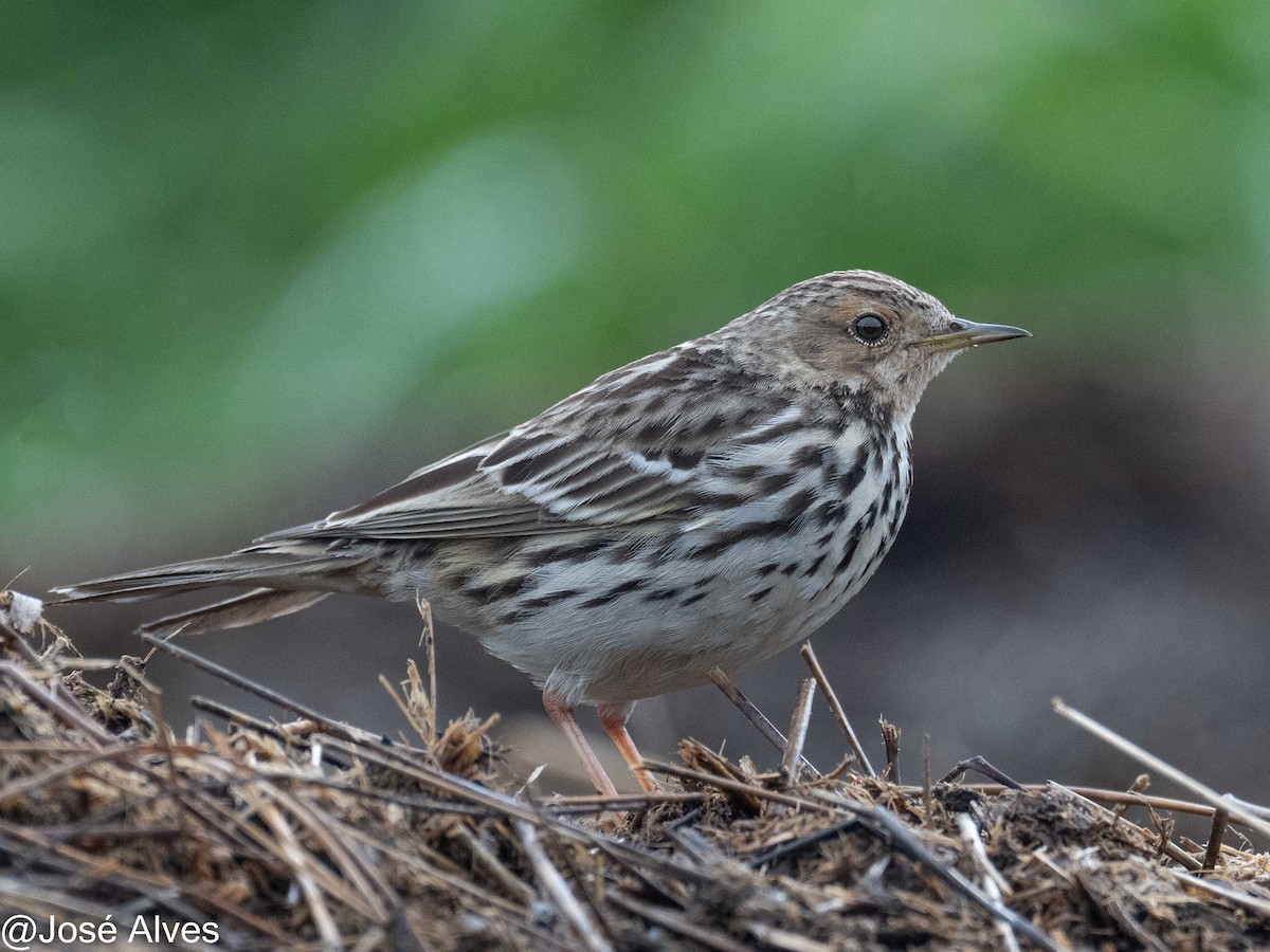 Red-throated Pipit - ML614902034