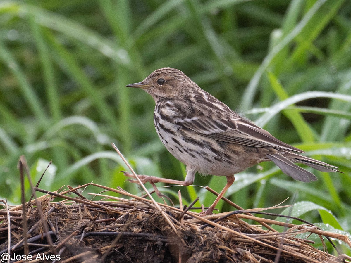 Red-throated Pipit - ML614902035