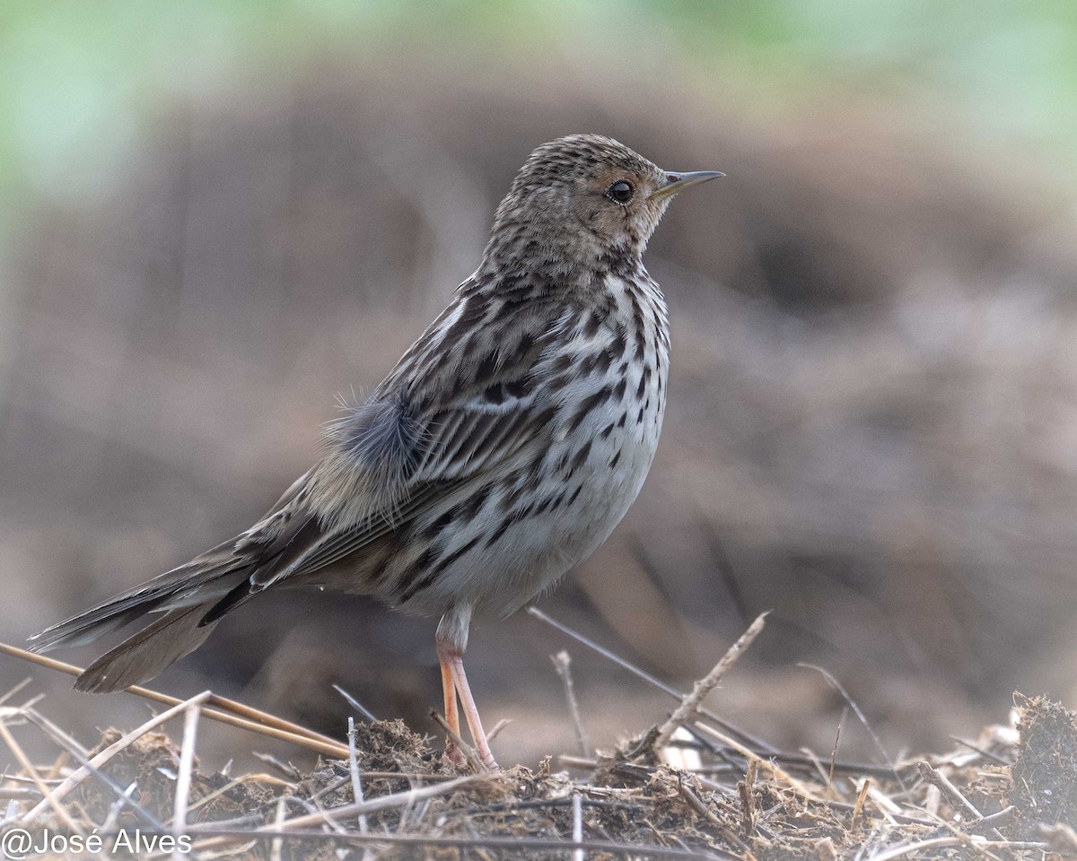 Red-throated Pipit - ML614902036
