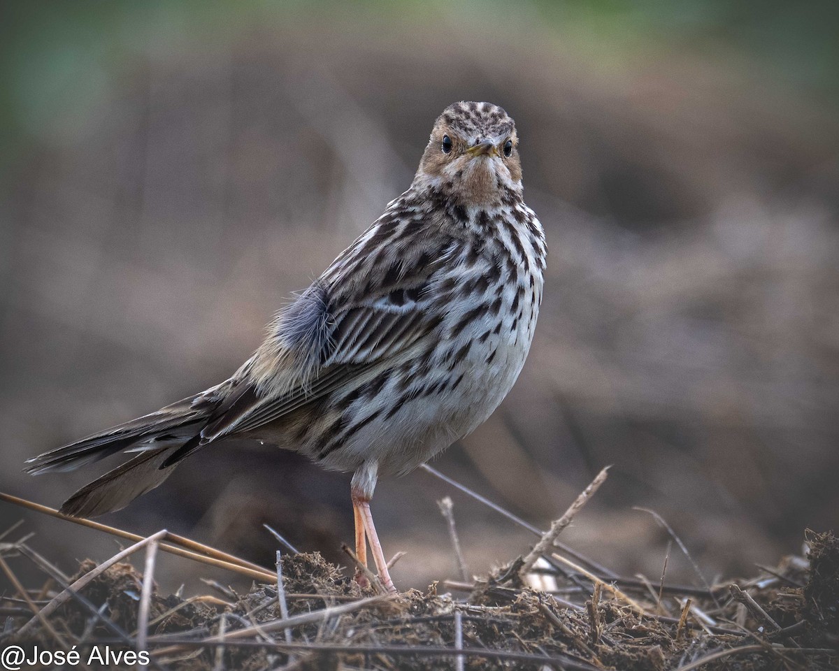 Red-throated Pipit - ML614902037