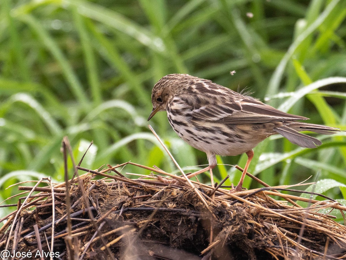 Red-throated Pipit - ML614902038