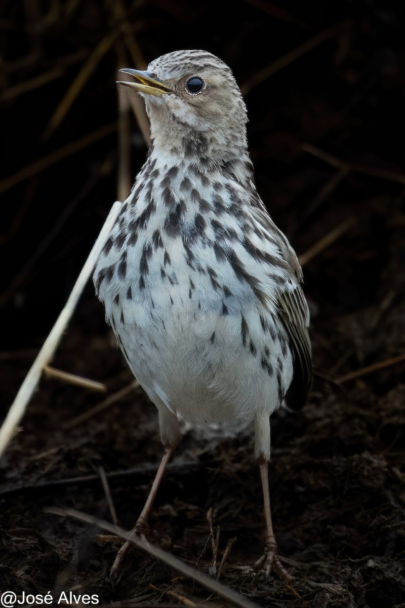 Red-throated Pipit - ML614902041