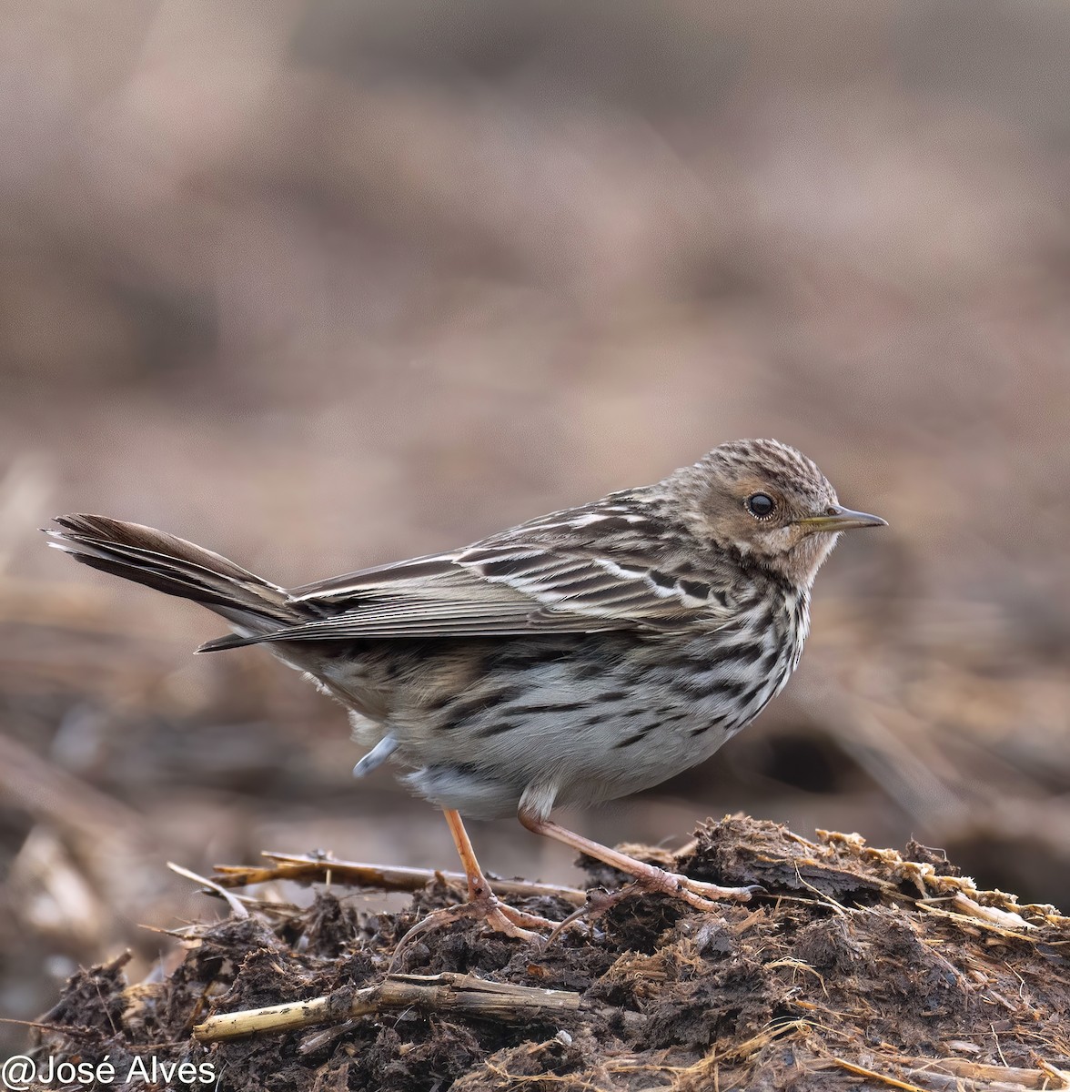Red-throated Pipit - ML614902042