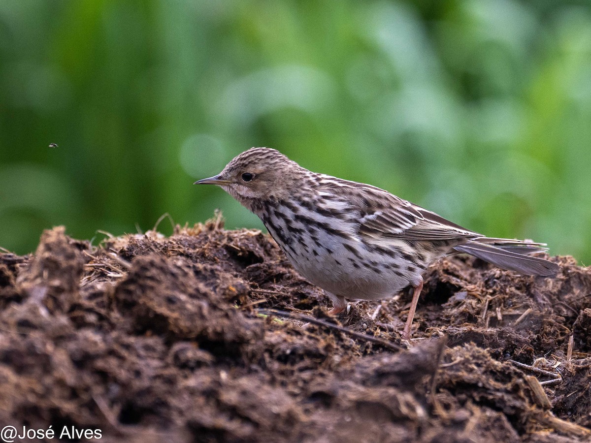 Red-throated Pipit - ML614902043