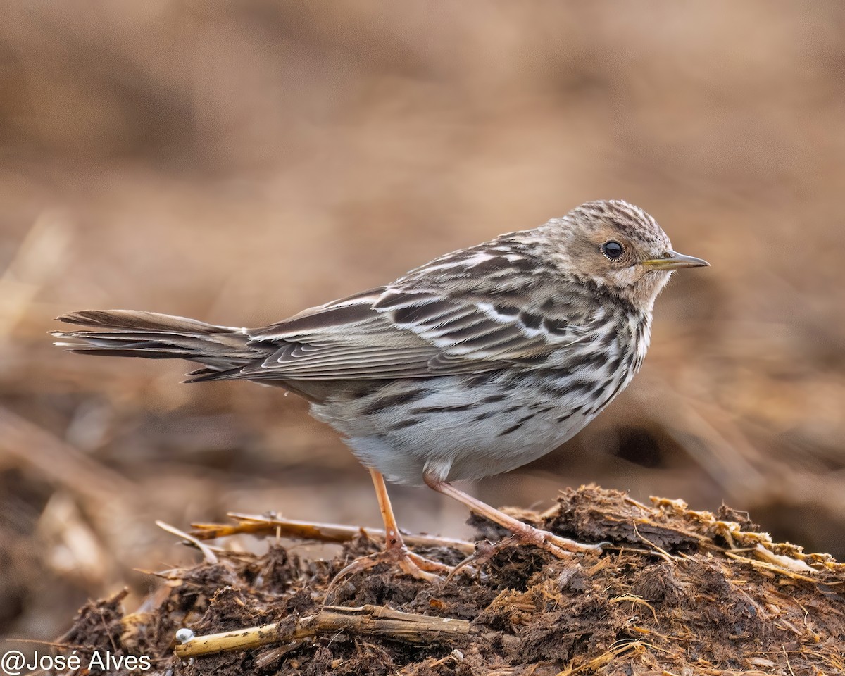 Red-throated Pipit - José Alves