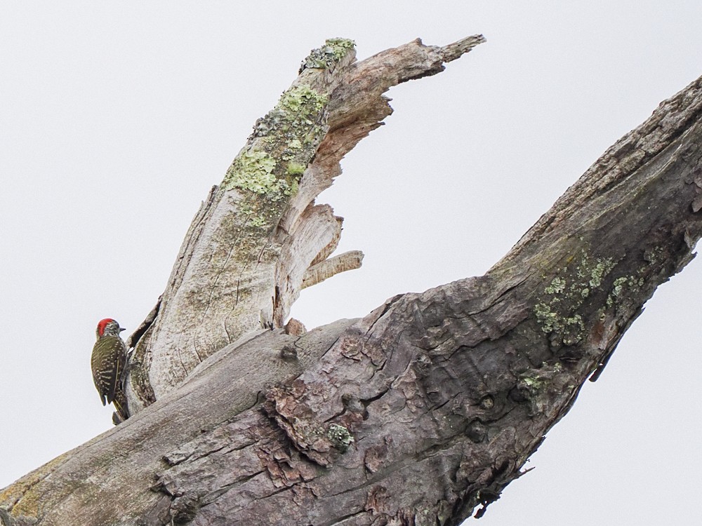 Cardinal Woodpecker - ML614902065