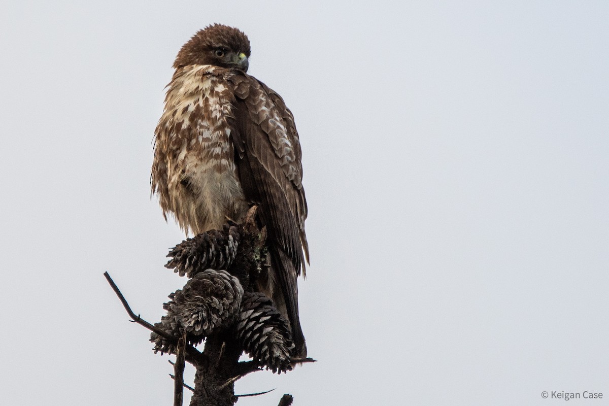 Red-tailed Hawk (calurus/alascensis) - Keigan Case
