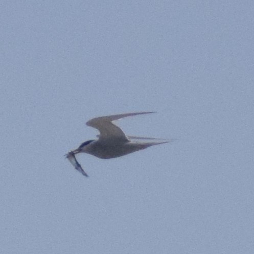 Peruvian Tern - ML614902291