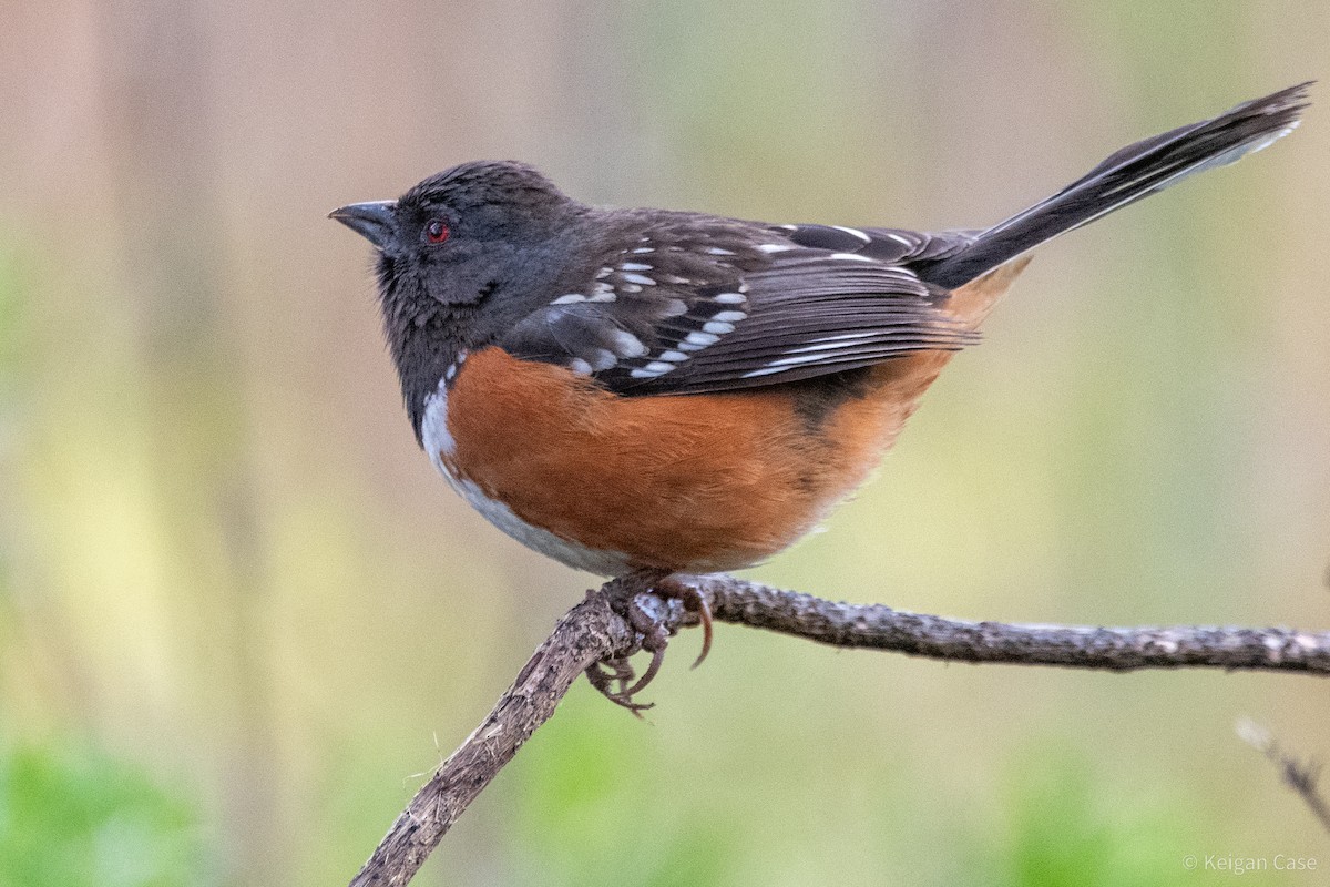 Spotted Towhee - ML614902301