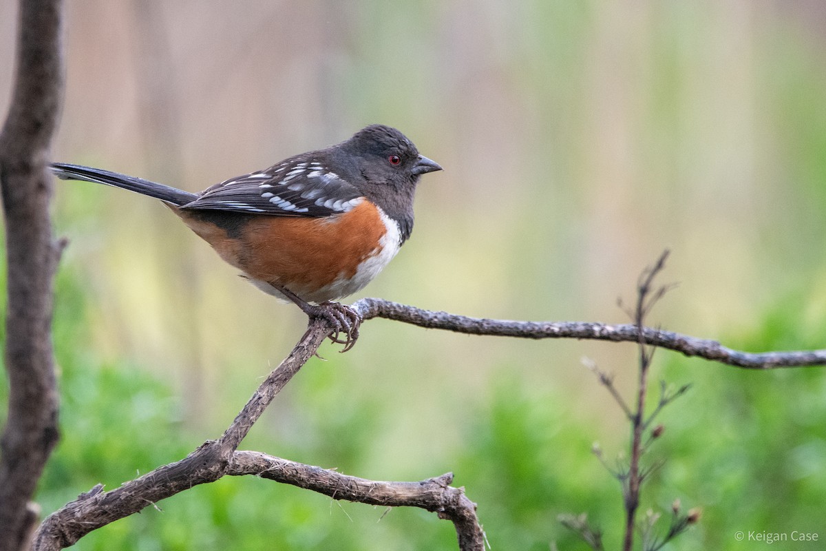 Spotted Towhee - Keigan Case
