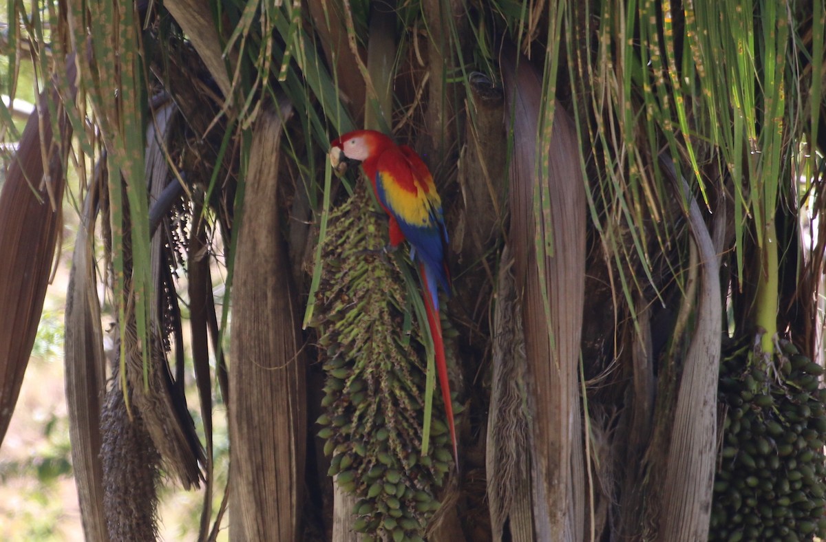 Scarlet Macaw - ML614902387