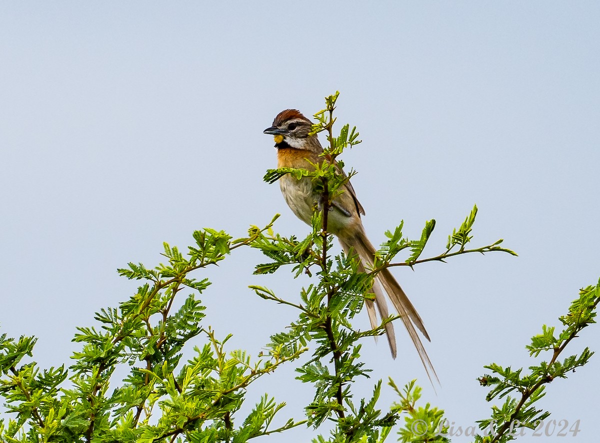 Chotoy Spinetail - ML614902408
