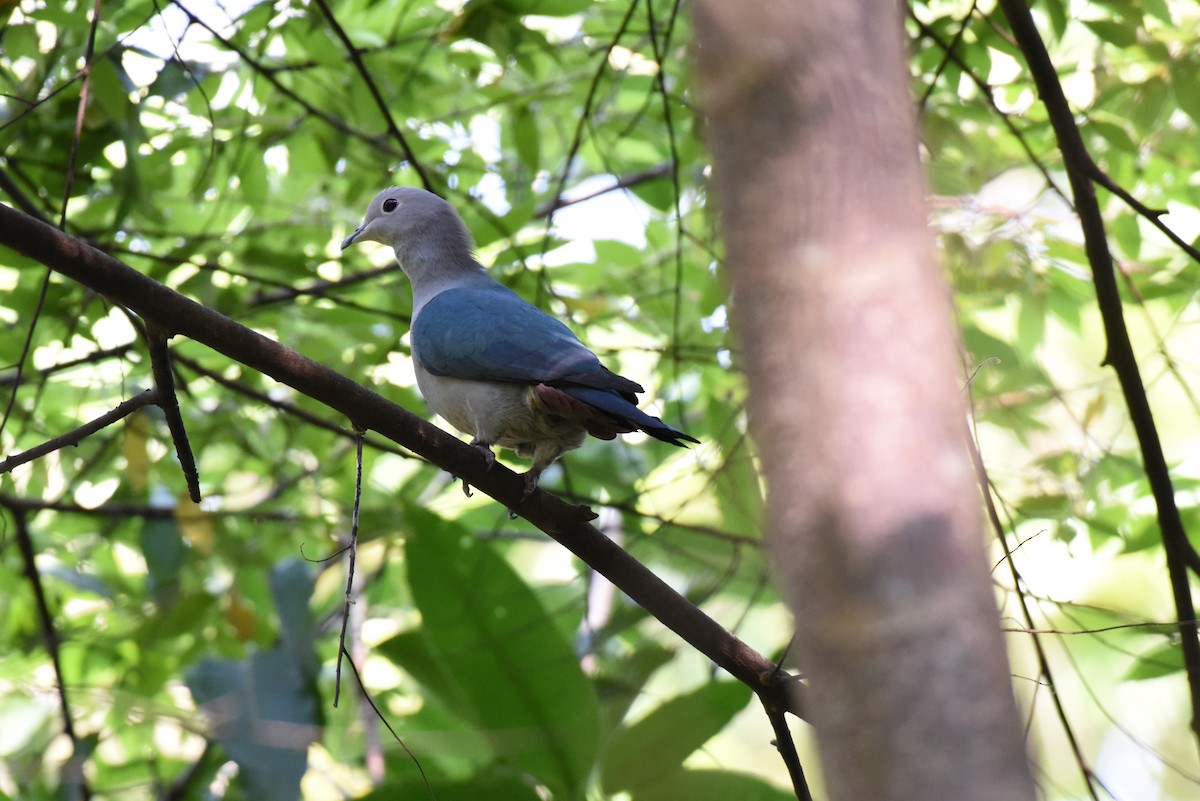 Green Imperial-Pigeon - ML614902455