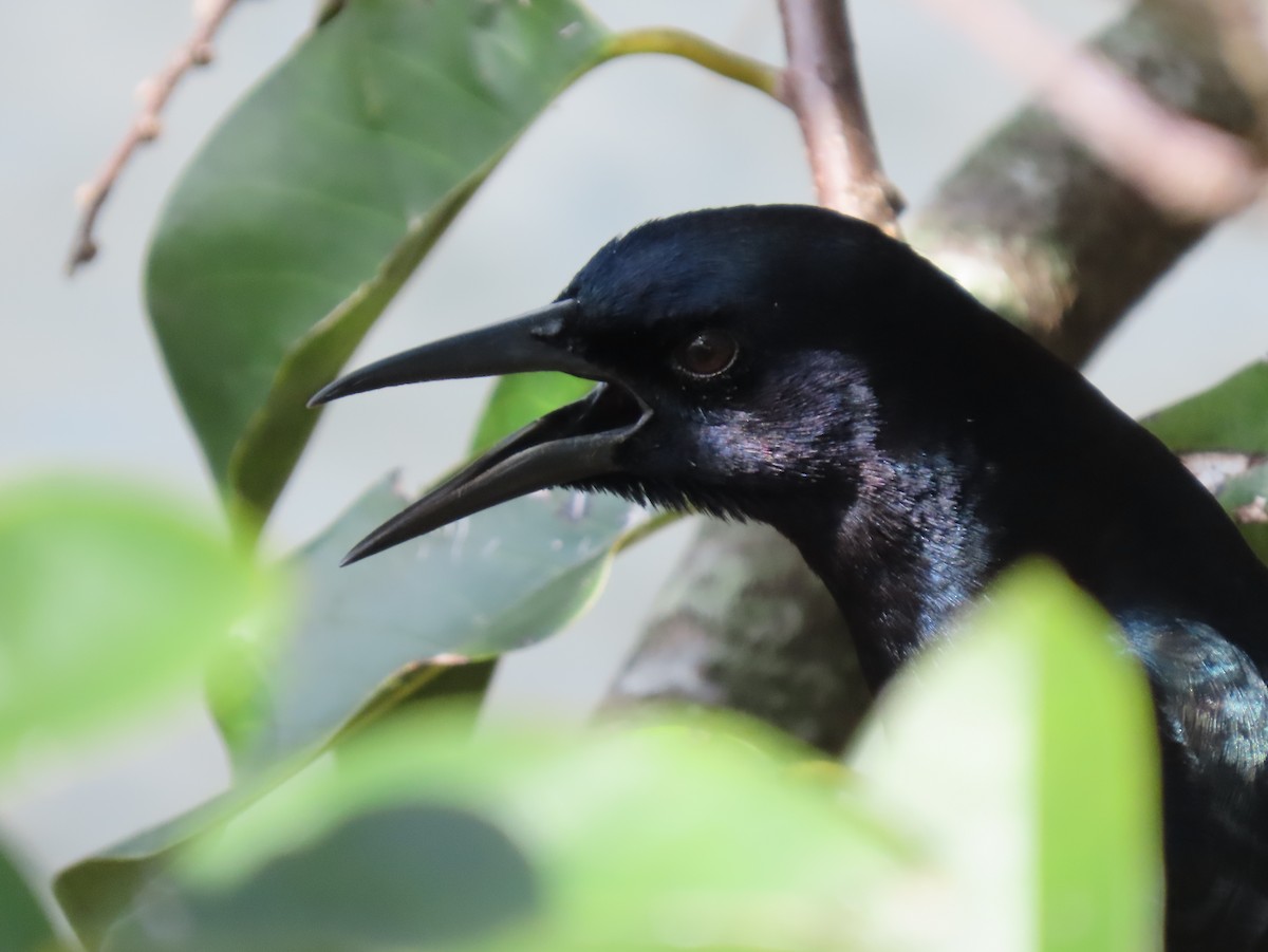 Boat-tailed Grackle - ML614902524