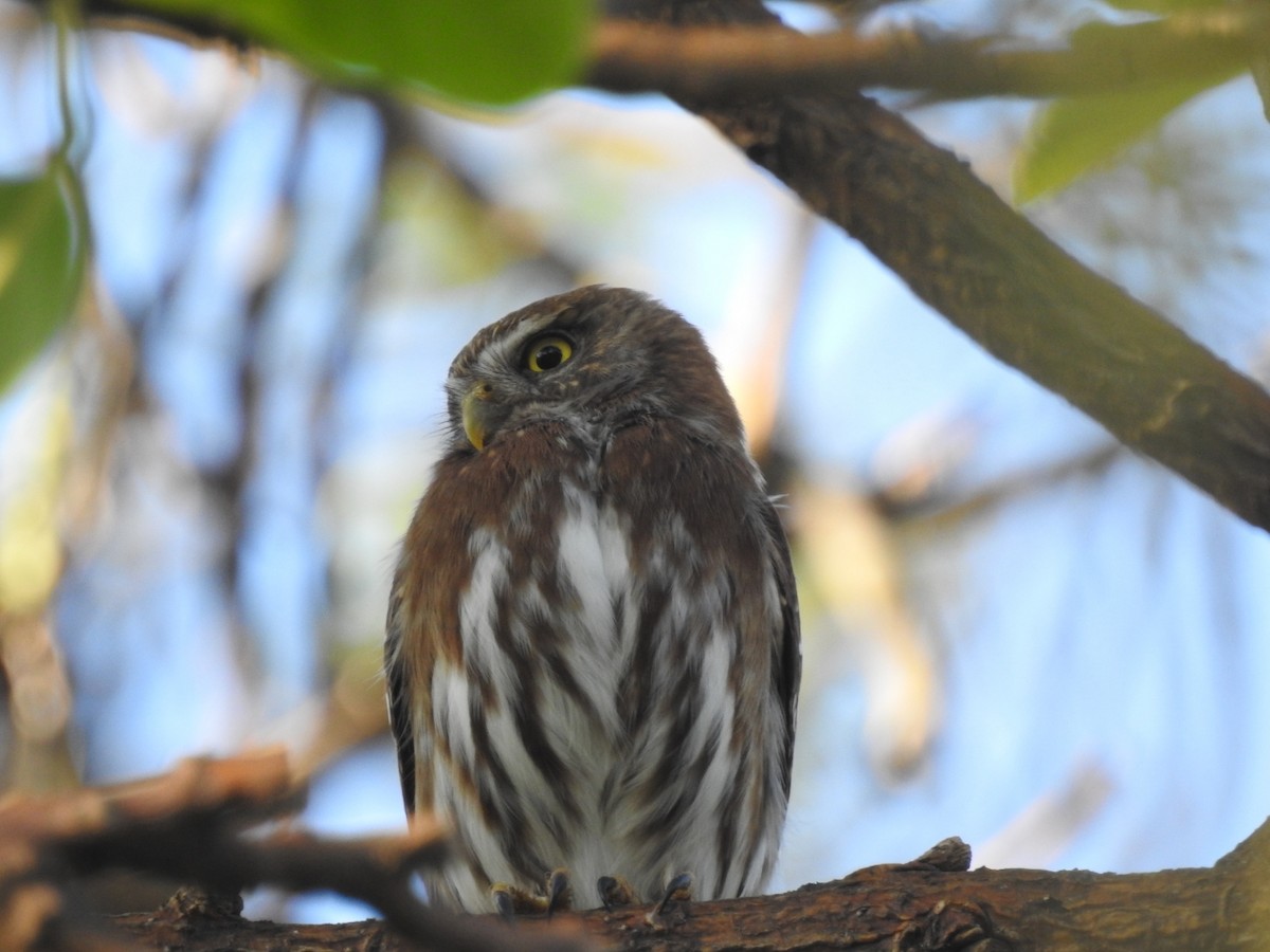 Ferruginous Pygmy-Owl - ML614902787
