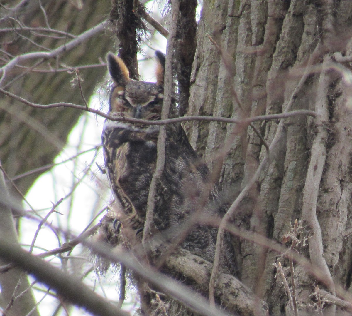 Great Horned Owl - ML614902903