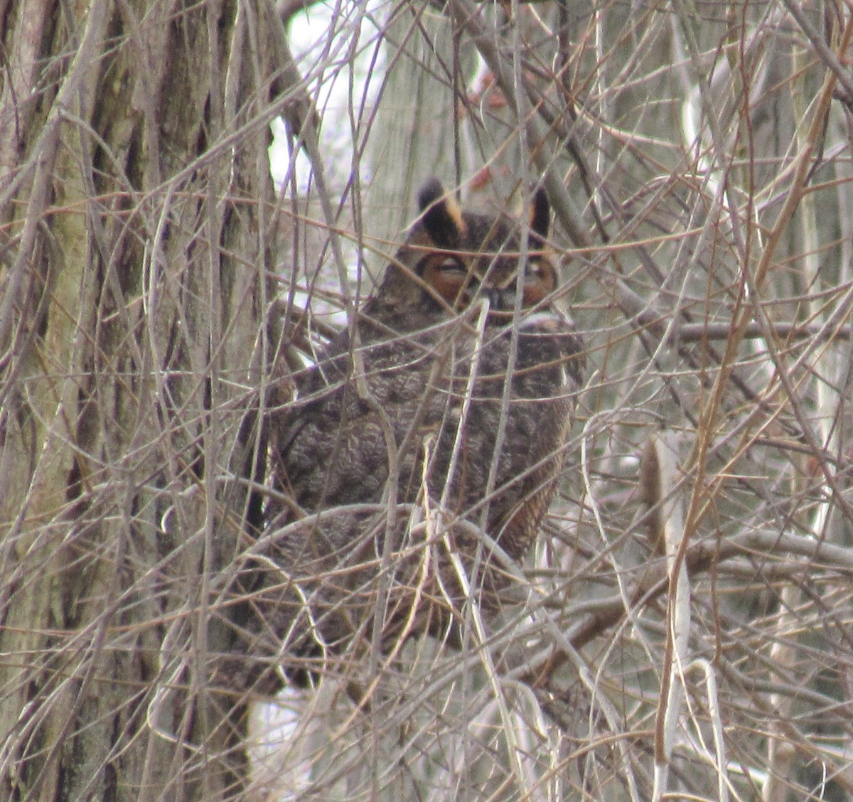 Great Horned Owl - ML614902948