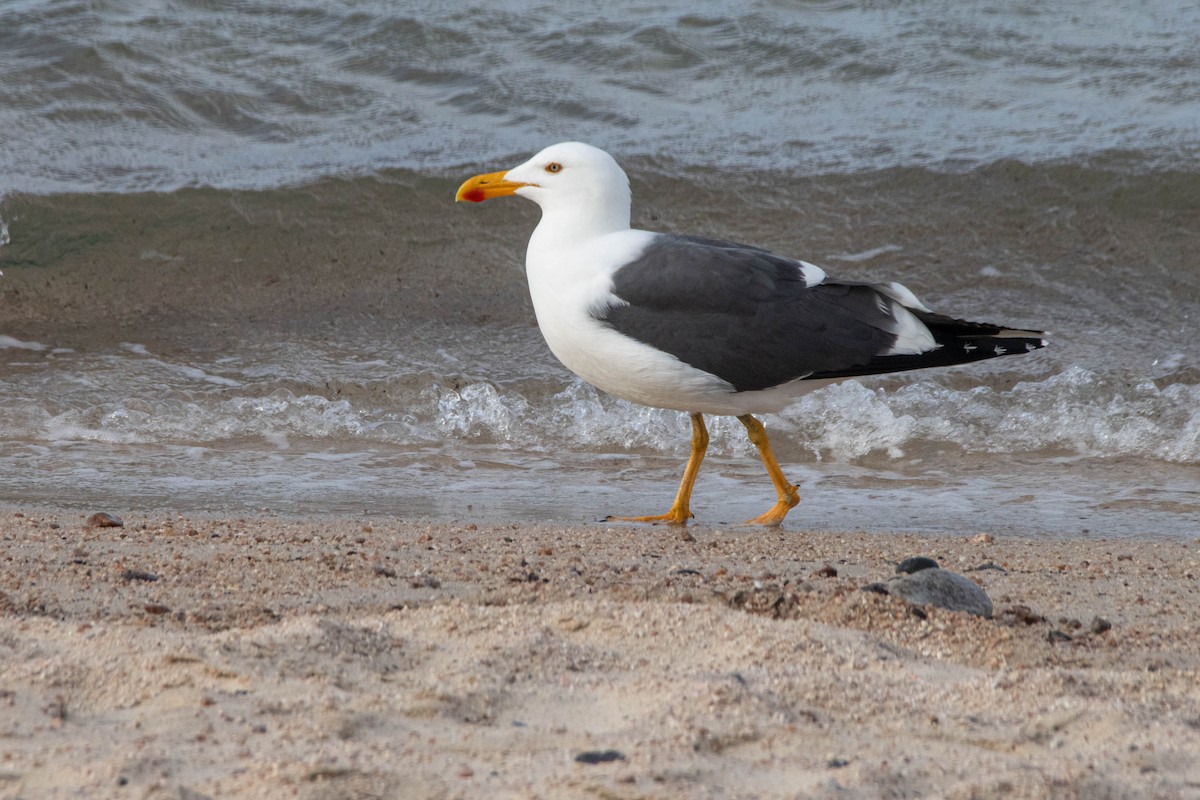 Yellow-footed Gull - ML614903413