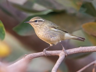  - Tytler's Leaf Warbler