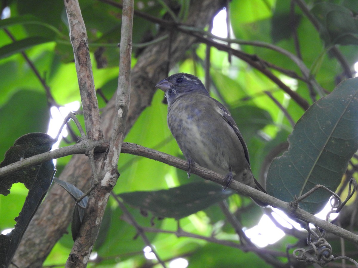 Buffy-fronted Seedeater - ML614903649