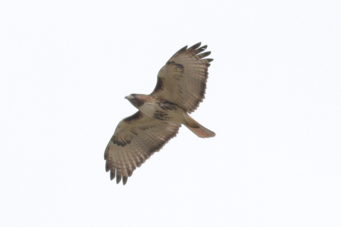 Red-tailed Hawk (umbrinus) - Richard Stanton