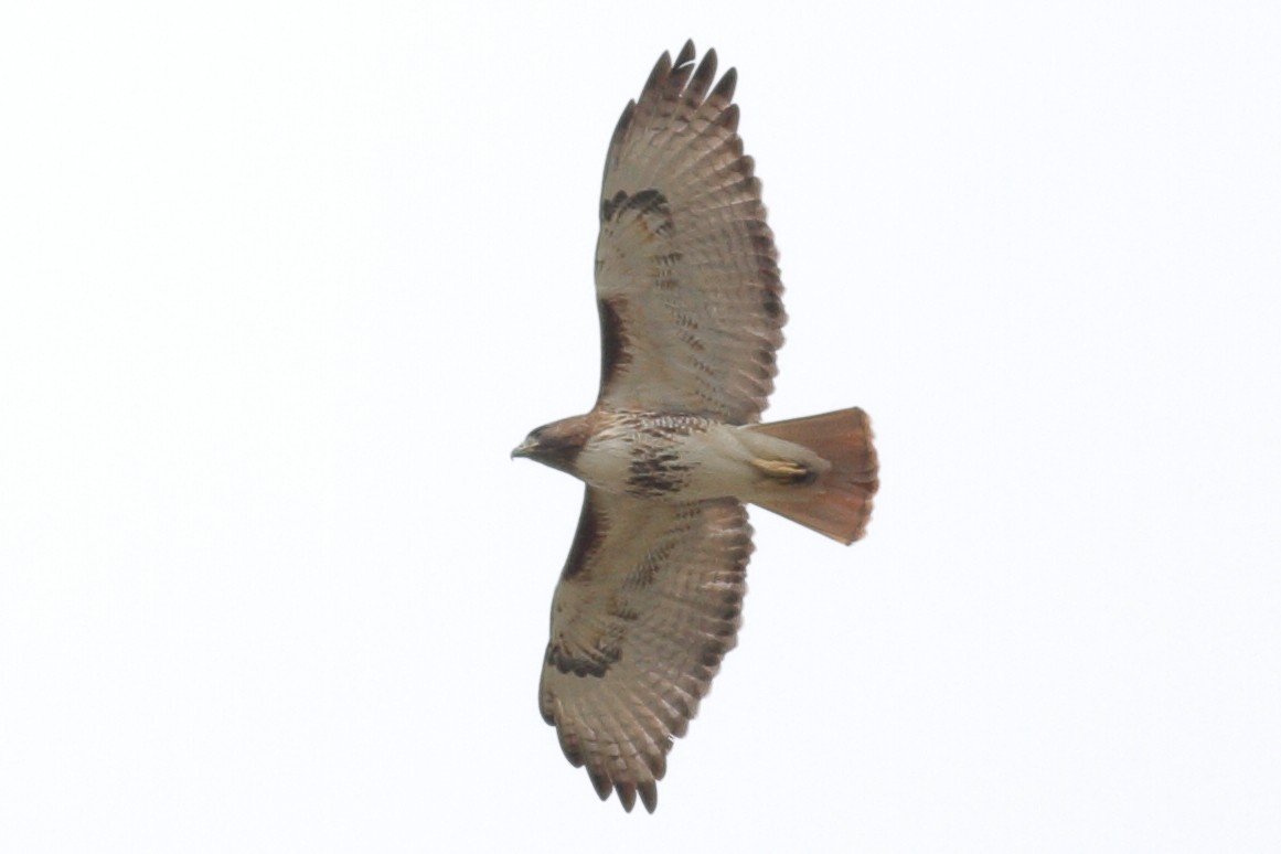 Red-tailed Hawk (umbrinus) - Richard Stanton