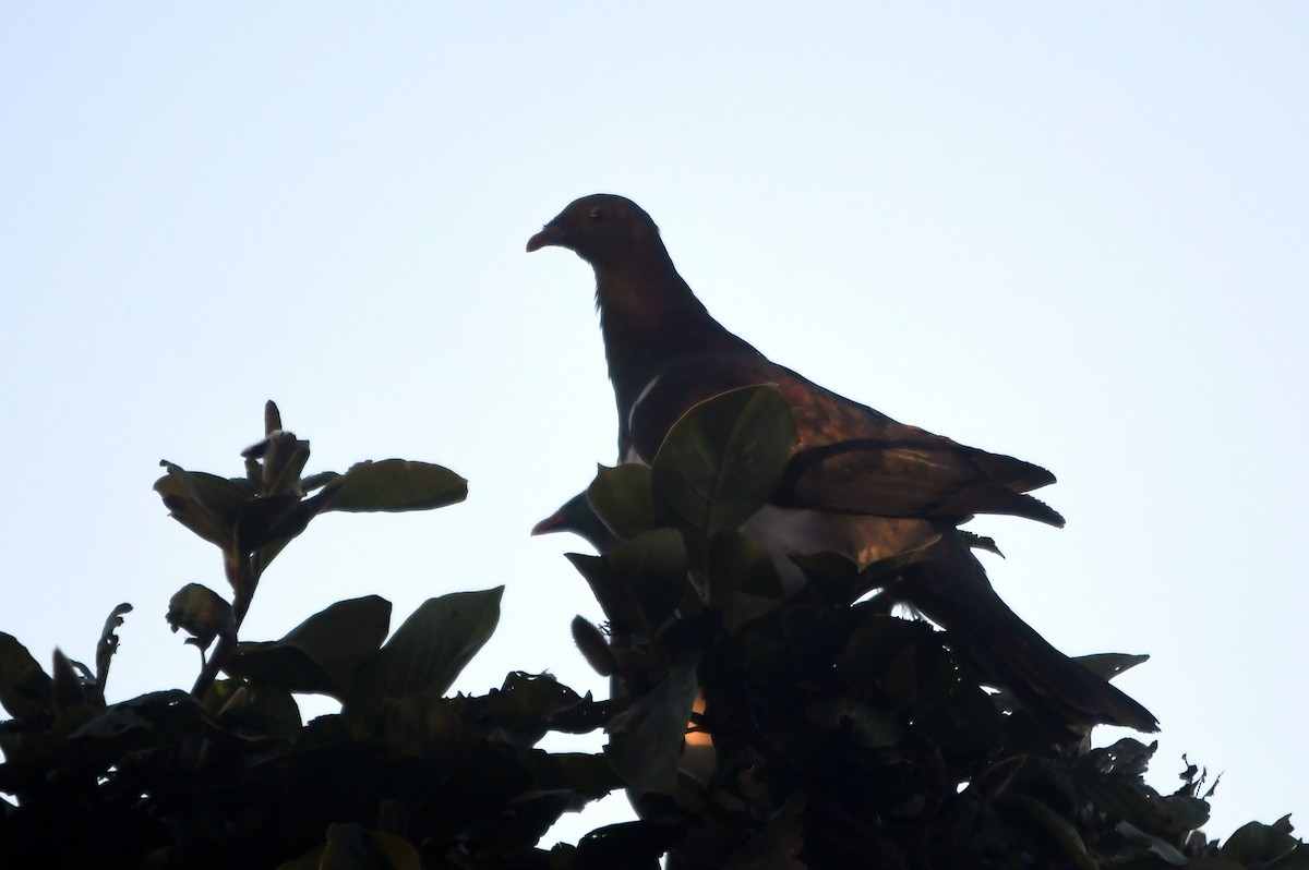 New Zealand Pigeon - Isabel Apkarian