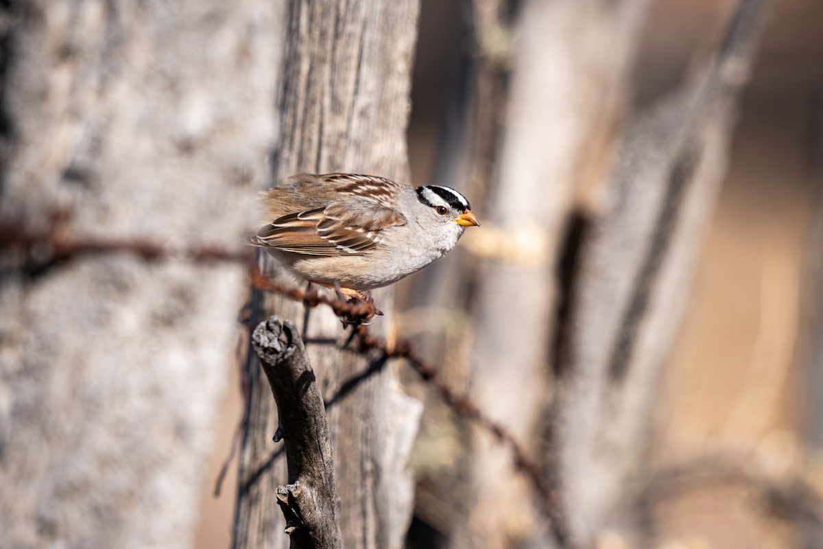 White-crowned Sparrow - ML614903989