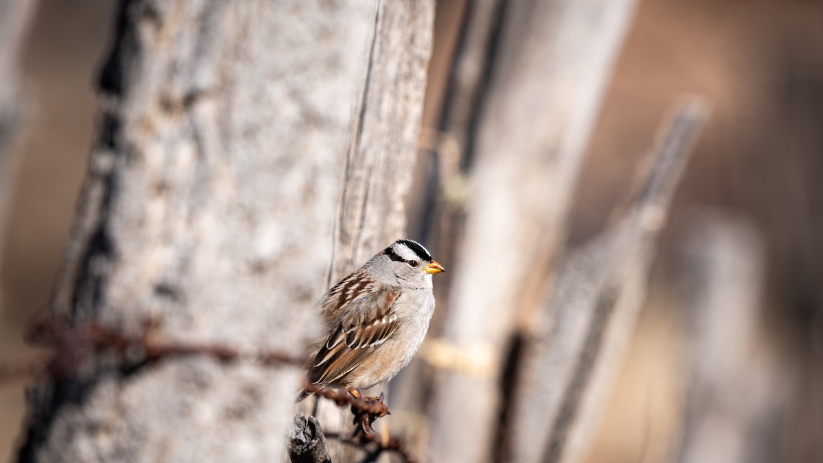 White-crowned Sparrow - ML614904036