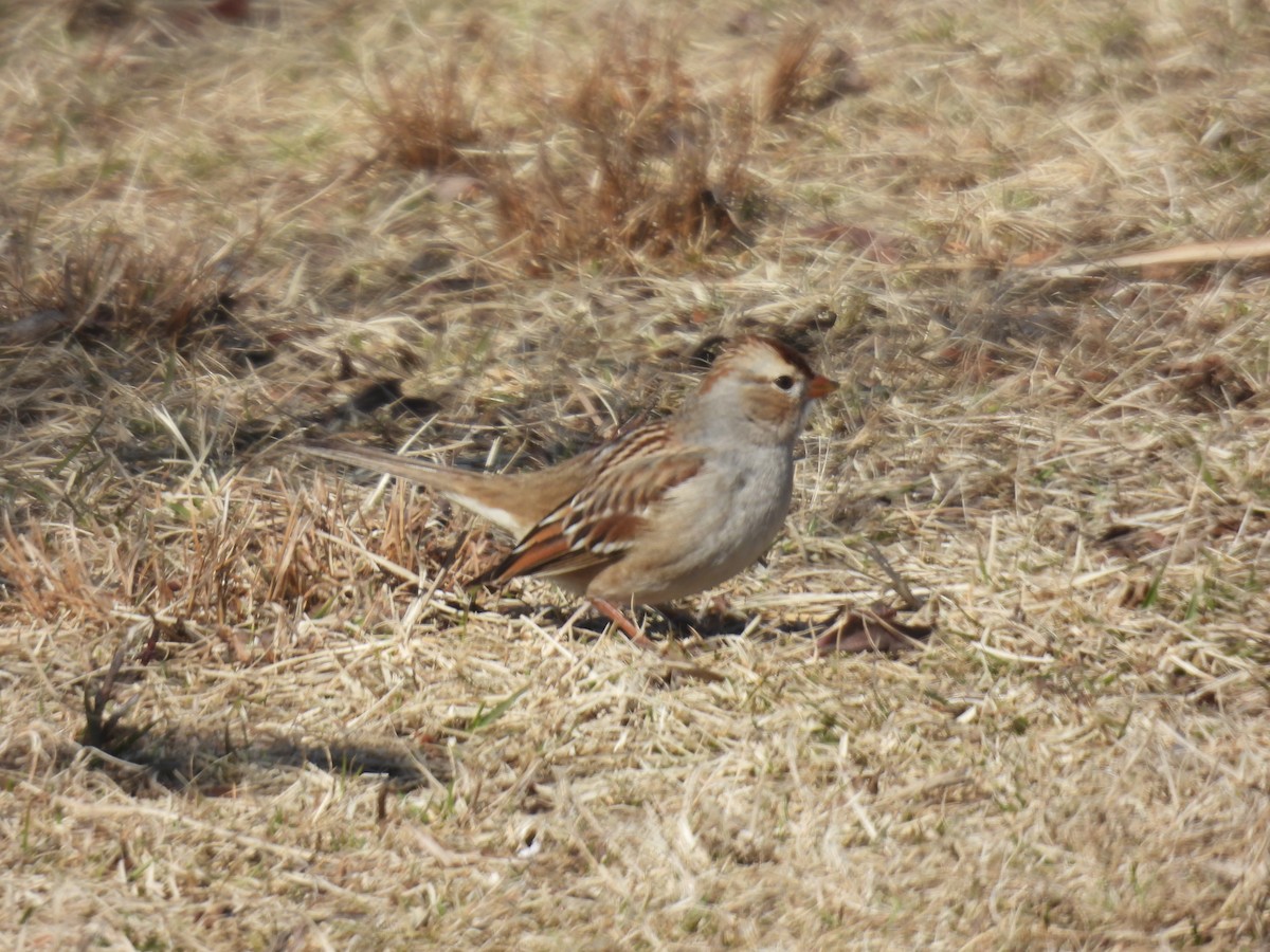 White-crowned Sparrow - ML614904112