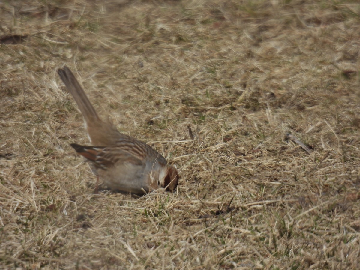 White-crowned Sparrow - ML614904115