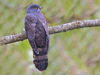 - Large Hawk-Cuckoo
