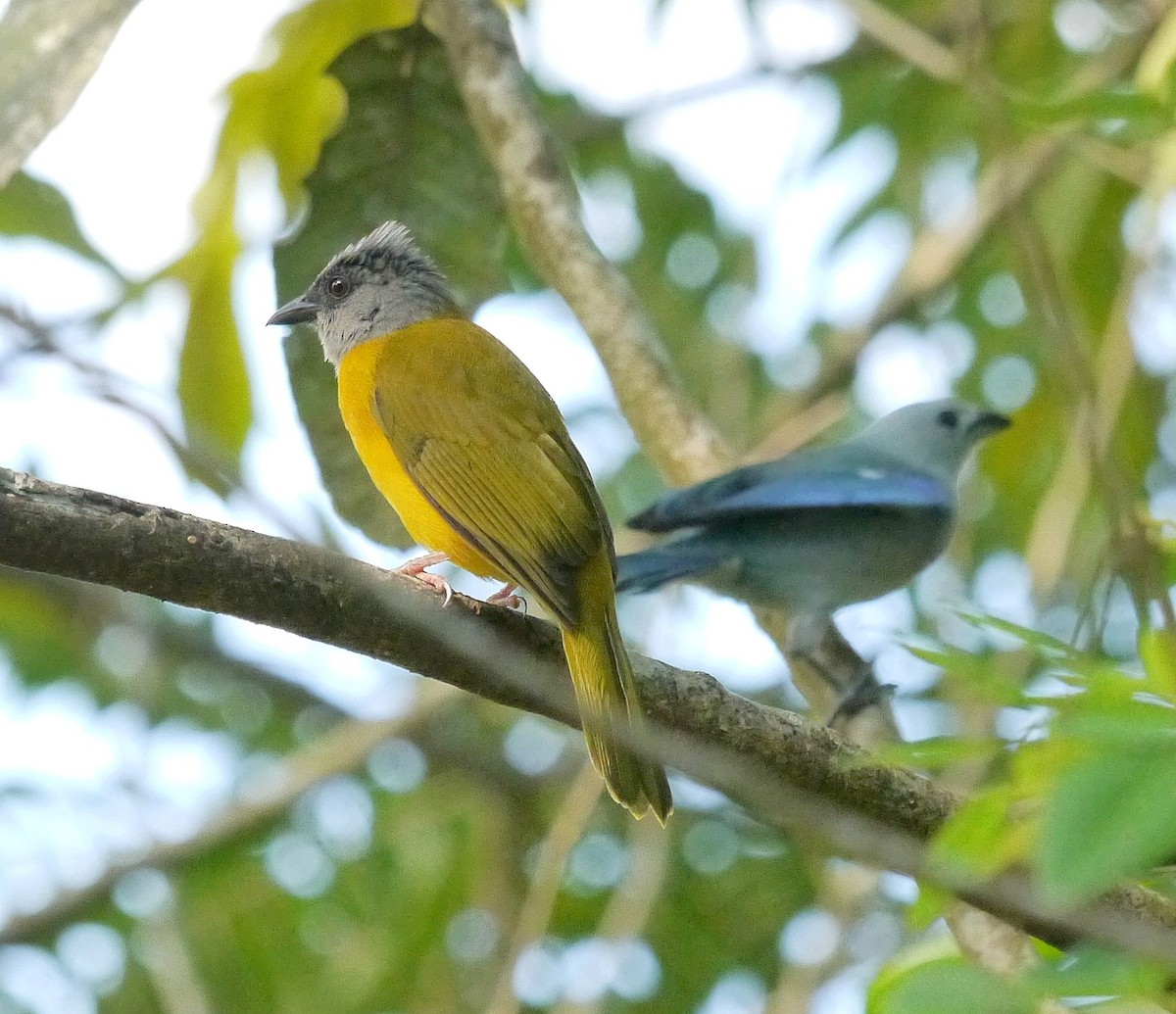 Gray-headed Tanager (Gray-crested) - ML614904164