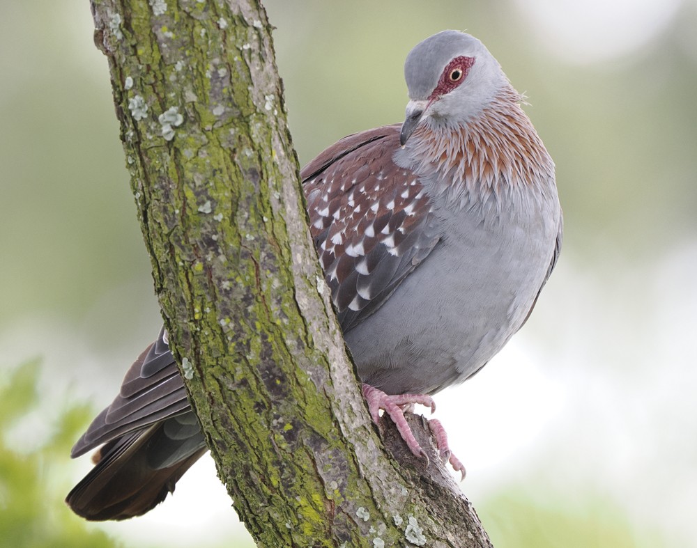 Speckled Pigeon - ML614904232
