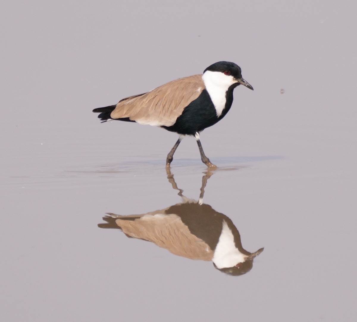 Spur-winged Lapwing - Tracy McLellan