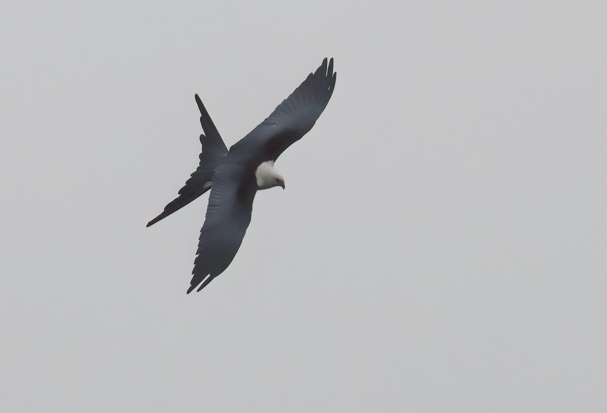 Swallow-tailed Kite - ML614904516