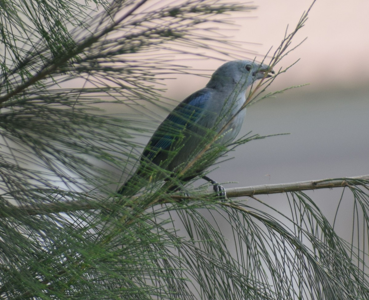 Blue-gray Tanager - ML614904525