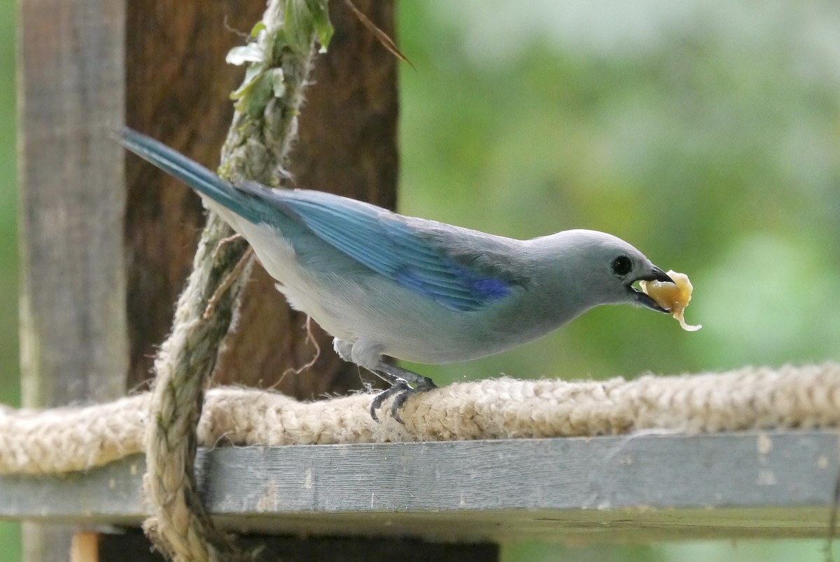 Blue-gray Tanager - ML614904732
