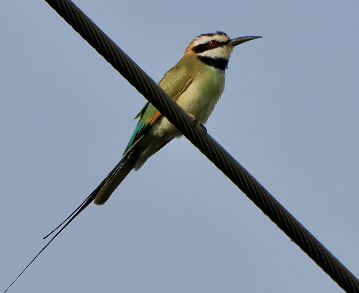 White-throated Bee-eater - ML614904925