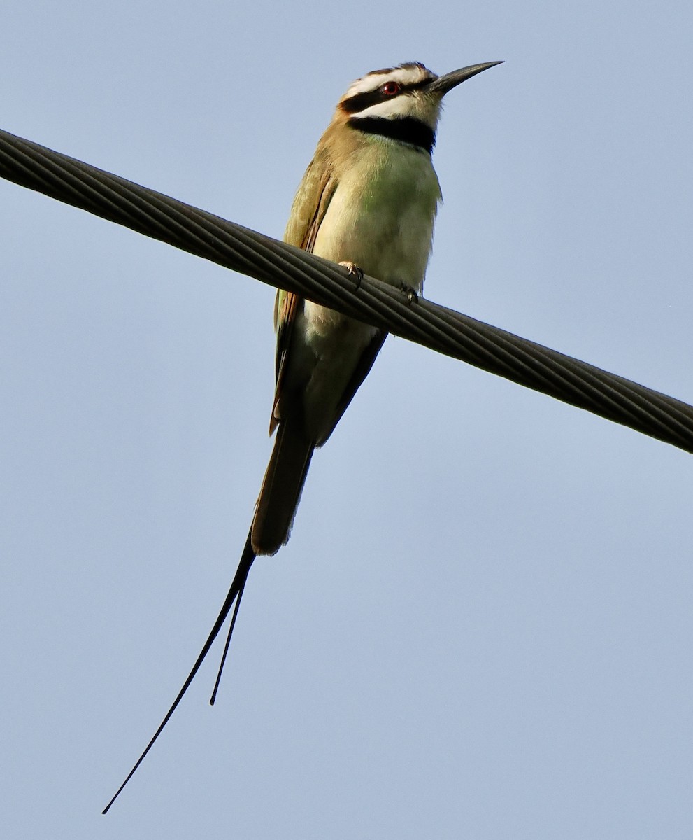 White-throated Bee-eater - ML614904926