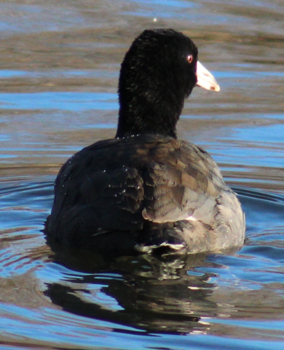 American Coot (Red-shielded) - ML614905361