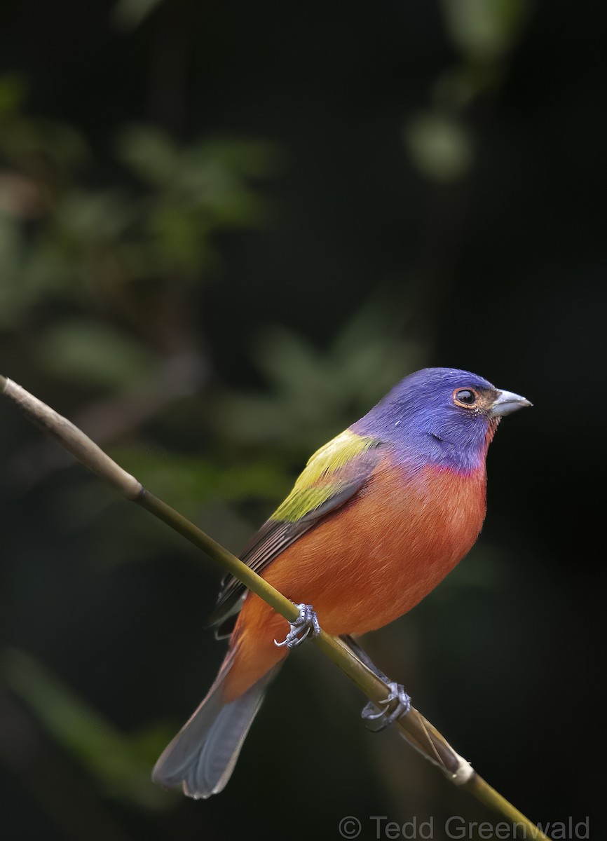 Painted Bunting - ML614905371
