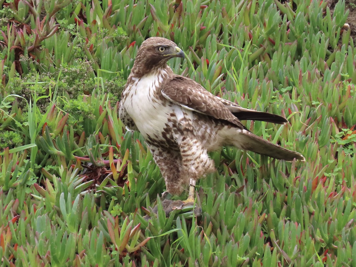 Red-tailed Hawk - ML614905431