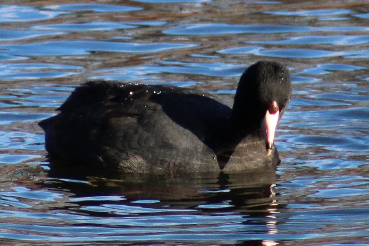 American Coot (Red-shielded) - ML614905495